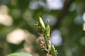 Lilo - Fruto (Syringa vulgaris)