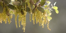 Encina - Flor masc. (Quercus ilex)