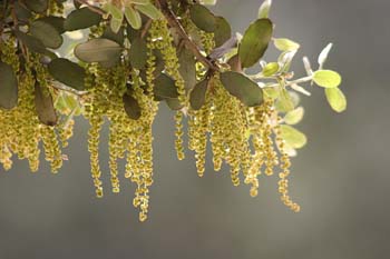 Encina - Flor masc. (Quercus ilex)