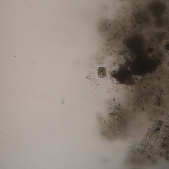 Cosmarium formosulum