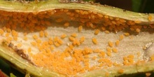 Pulgón del Pistacho - Pulgones (Baizongia pistaciae)