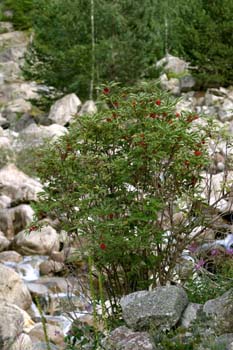 Saúco rojo - Porte (Sambucus racemosa)