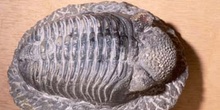 Phacops sp. (Trilobites) Silúrico