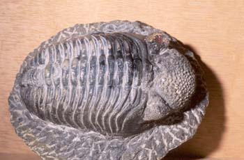 Phacops sp. (Trilobites) Silúrico