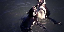 Pingüinos de Magallanes, Argentina