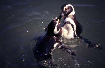 Pingüinos de Magallanes, Argentina