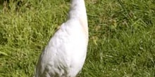 Garcilla bueyera (Bubulcus ibis)