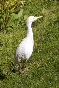 Garcilla bueyera (Bubulcus ibis)