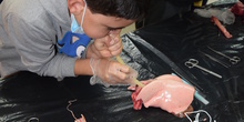 2016_12_02_Diseccion de corazon y pulmones_Sexto 28