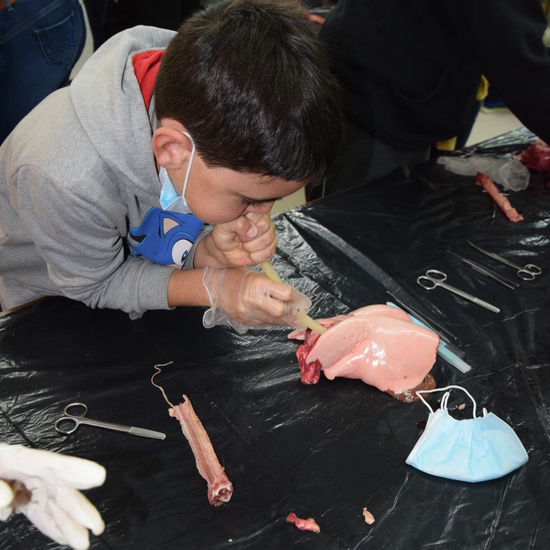 2016_12_02_Diseccion de corazon y pulmones_Sexto 28