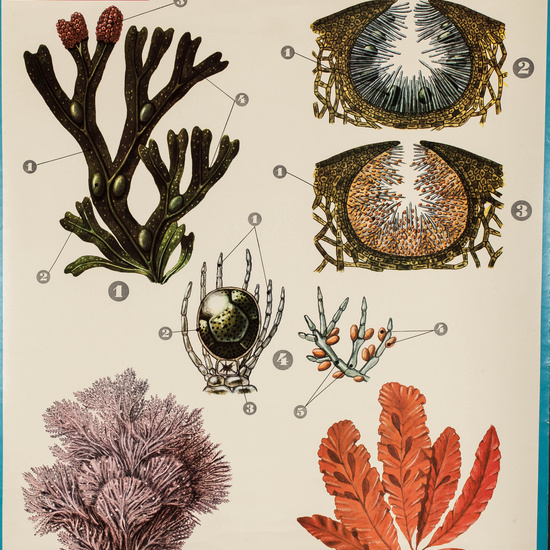 IES_LOPEDEVEGA_CIENCIASNATURALES_065