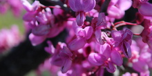 Cercis siliquastrum_4