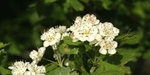 Espino majuelo - Flor (Crataegus monogyna)