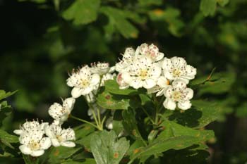 Espino majuelo - Flor (Crataegus monogyna)