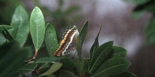 Mariposa del madroño - Imago (Charaxes jasius)