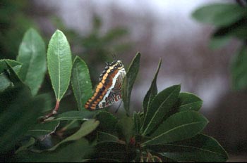 Mariposa del madroño - Imago (Charaxes jasius)