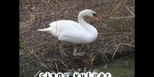 CISNE VULGAR