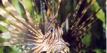 Pez escorpion (Pterois volitans)