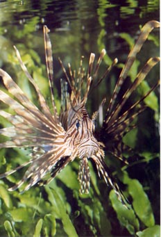 Pez escorpion (Pterois volitans)