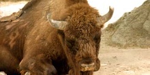 Bisonte (Bison bison)