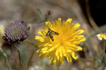 Polilla avispa (Sesia sp.)