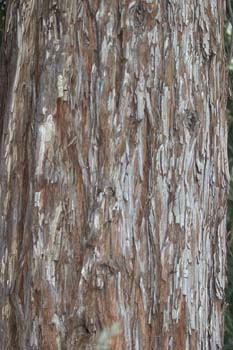 Secuoya de California (Sequoia sempervirens)