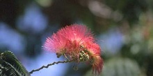 Acacia de Persia - Flor (Albizia julibrissin)