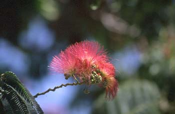 Acacia de Persia - Flor (Albizia julibrissin)