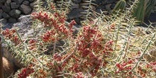 Opuntia leptocaulis