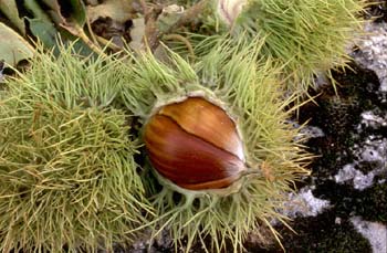 Castaño - Semilla (Castanea sativa)