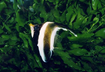 Pez mariposa portaestandarte (Heniochus chrysostomus)