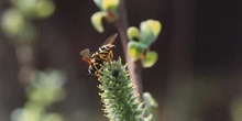 Sarga negra - Flor masc. (Salix atrocinerea)