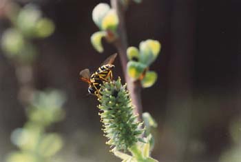 Sarga negra - Flor masc. (Salix atrocinerea)