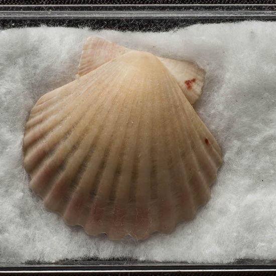 IES_ISABELLACATOLICA_BIOLOGIA_490