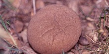 Bejín (Calvatia sp)