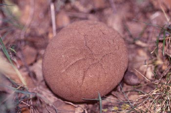 Bejín (Calvatia sp)