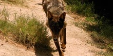 Lobo (Canis lupus)