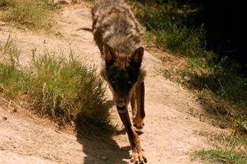 Lobo (Canis lupus)