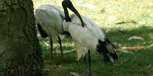 Ibis sagrado (Threskiornis aethiopicus)