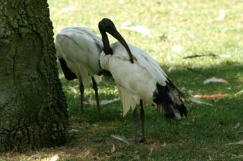 Ibis sagrado (Threskiornis aethiopicus)