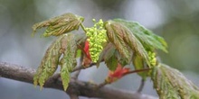 Arce blanco - Flor (Acer pseudoplatanus)