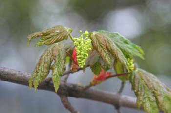 Arce blanco - Flor (Acer pseudoplatanus)