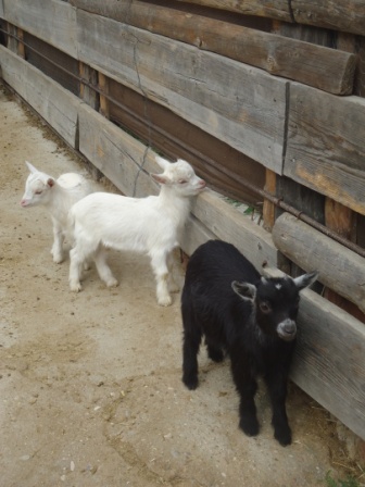 2017_03_LOS PULPOS Y LA GRANJA ESCUELA 9