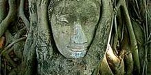 Cabeza de Buda en árbol, Bangkok