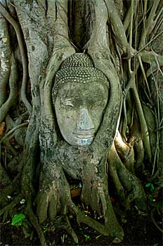 Cabeza de Buda en árbol, Bangkok