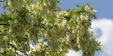 Pan y quesillos - Hoja, flor, fruto (Robinia pseudoacacia)