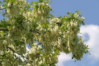 Pan y quesillos - Hoja, flor, fruto (Robinia pseudoacacia)