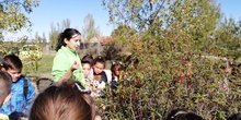 Salida Bosque Sur.3º de Primaria. Octubre 2019 19