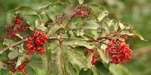 Saúco rojo - Frutos (Sambucus racemosa)