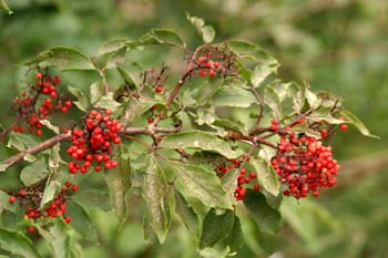 Saúco rojo - Frutos (Sambucus racemosa)